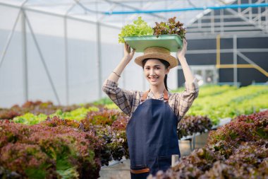Hidroponik sebze çiftliğindeki kadın restoranlarda, süpermarketlerde, organik sebzelerde toptan hidrofonik sebzeler yetiştiriyor. Hidroponik konseptinde sebze yetiştiren yeni nesiller