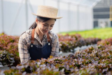 Hidroponik sebze çiftliğindeki kadın restoranlarda, süpermarketlerde, organik sebzelerde toptan hidrofonik sebzeler yetiştiriyor. Hidroponik konseptinde sebze yetiştiren yeni nesiller