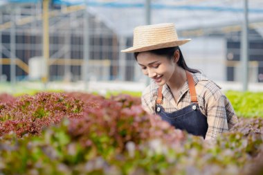 Hidroponik sebze çiftliğindeki kadın restoranlarda, süpermarketlerde, organik sebzelerde toptan hidrofonik sebzeler yetiştiriyor. Hidroponik konseptinde sebze yetiştiren yeni nesiller