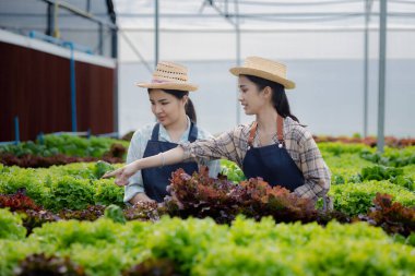 İki kadın bahçıvan hidroponik sahasında sebze topluyor. Restoranlarda, süpermarketlerde, organik sebzelerde toptan hidrofonik sebzeler yetiştiriyor. Hidroponik konseptinde sebze yetiştirmek.