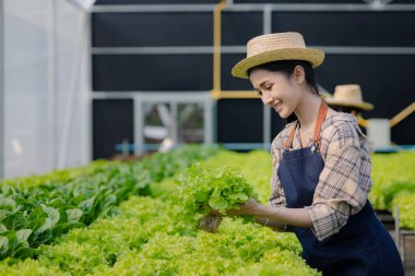 Hidroponik sebze çiftliğindeki kadın restoranlarda, süpermarketlerde, organik sebzelerde toptan hidrofonik sebzeler yetiştiriyor. Hidroponik konseptinde sebze yetiştiren yeni nesiller