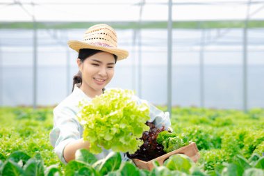 Çiftlikte hidroponik sebze toplayan bir kadın, restoranlarda ve süpermarketlerde toptan hidrofonik sebzeler yetiştiriyor, organik sebzeler yetiştiriyor. Hidroponik konseptinde sebze yetiştiren yeni nesiller