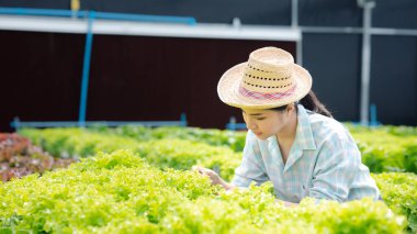 Hidroponik sebze çiftliğindeki kadın restoranlarda, süpermarketlerde, organik sebzelerde toptan hidrofonik sebzeler yetiştiriyor. Hidroponik konseptinde sebze yetiştiren yeni nesiller