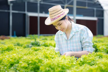 Hidroponik sebze çiftliğindeki kadın restoranlarda, süpermarketlerde, organik sebzelerde toptan hidrofonik sebzeler yetiştiriyor. Hidroponik konseptinde sebze yetiştiren yeni nesiller