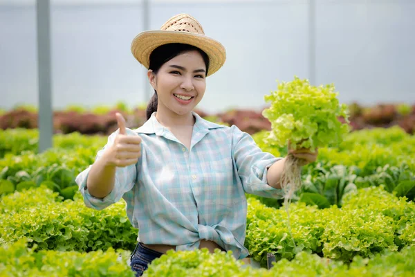 stock image woman in the hydroponic vegetable farm grows wholesale hydroponic vegetables in restaurants and supermarkets, organic vegetables. new generations growing vegetables in hydroponics concept