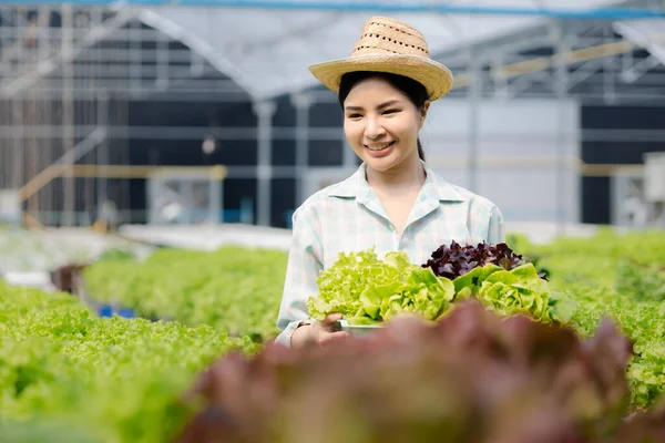 stock image Woman picking hydroponics vegetables in the farm, grows wholesale hydroponic vegetables in restaurants and supermarkets, organic vegetables. new generations growing vegetables in hydroponics concept