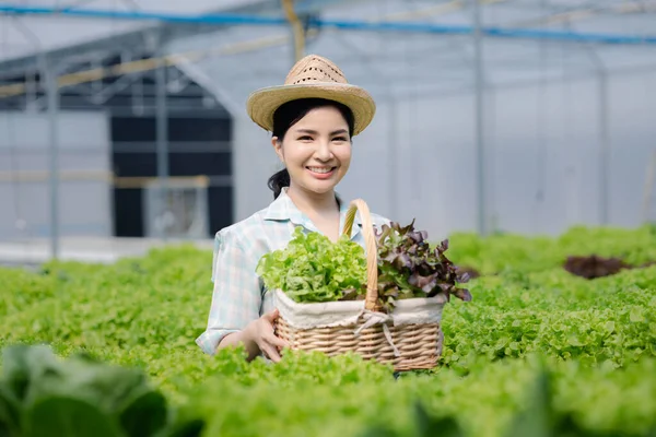 stock image Woman picking hydroponics vegetables in the farm, grows wholesale hydroponic vegetables in restaurants and supermarkets, organic vegetables. new generations growing vegetables in hydroponics concept