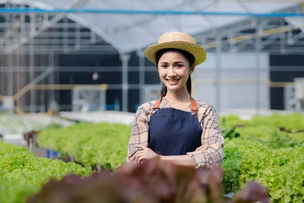 stock image woman in the hydroponic vegetable farm grows wholesale hydroponic vegetables in restaurants and supermarkets, organic vegetables. new generations growing vegetables in hydroponics concept