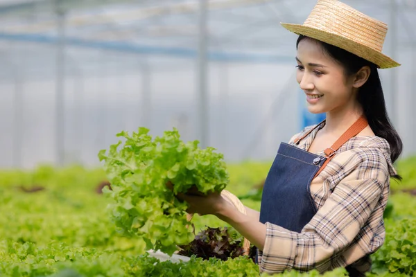 Женщина Гидропонной Овощной Ферме Выращивает Оптовые Гидропонные Овощи Ресторанах Супермаркетах — стоковое фото