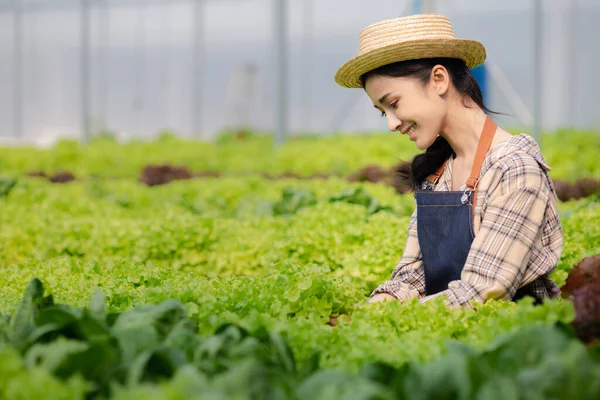 Žena Hydroponické Zeleninové Farmě Pěstuje Velkoobchodní Hydroponickou Zeleninu Restauracích Supermarketech — Stock fotografie