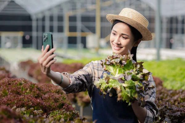 stock image Woman doing live recommendation of growing hydroponics vegetables on social media, grows wholesale hydroponic vegetables in restaurants and supermarkets, organic vegetables.