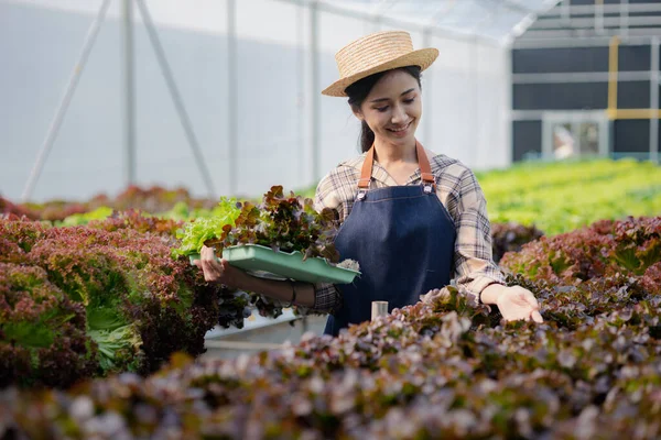 Hidroponik sebze çiftliğindeki kadın restoranlarda, süpermarketlerde, organik sebzelerde toptan hidrofonik sebzeler yetiştiriyor. Hidroponik konseptinde sebze yetiştiren yeni nesiller