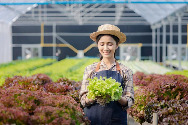 Hidroponik sebze çiftliğindeki kadın restoranlarda, süpermarketlerde, organik sebzelerde toptan hidrofonik sebzeler yetiştiriyor. Hidroponik konseptinde sebze yetiştiren yeni nesiller