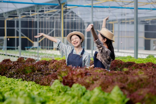 İki kadın bahçıvan hidroponik sahasında sebze topluyor. Restoranlarda, süpermarketlerde, organik sebzelerde toptan hidrofonik sebzeler yetiştiriyor. Hidroponik konseptinde sebze yetiştirmek.