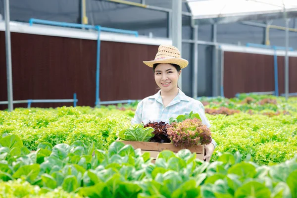 stock image Woman picking hydroponics vegetables in the farm, grows wholesale hydroponic vegetables in restaurants and supermarkets, organic vegetables. new generations growing vegetables in hydroponics concept