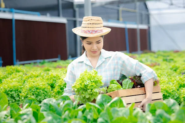 stock image Woman picking hydroponics vegetables in the farm, grows wholesale hydroponic vegetables in restaurants and supermarkets, organic vegetables. new generations growing vegetables in hydroponics concept