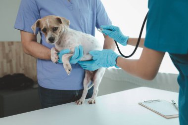 Hayvan hastanesi muayene odasında yanında veteriner ve asistanı olan bir köpek var. Veteriner, hastalığın nedenini bulmak için köpeğin cesedini inceliyor. Hayvan tedavisi kavramı.