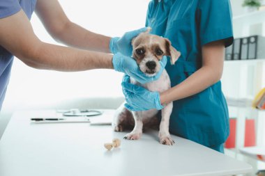 Hayvan hastanesi muayene odasında yanında veteriner ve asistanı olan bir köpek var. Veteriner, hastalığın nedenini bulmak için köpeğin cesedini inceliyor. Hayvan tedavisi kavramı.
