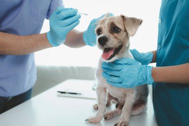 Hayvan hastanesi muayene odasında yanında veteriner ve asistanı olan bir köpek var. Veteriner, hastalığın nedenini bulmak için köpeğin cesedini inceliyor. Hayvan tedavisi kavramı.