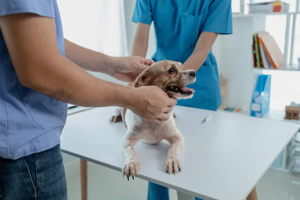Animal hospital examination room has a dog with a veterinarian and an assistant. The veterinarian is examining the dog\'s body to find the cause of the illness. Animal treatment concept.