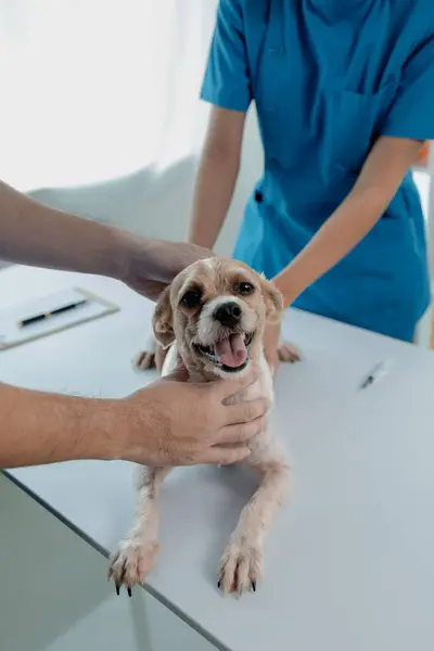 Sala Examen Hospital Animal Tiene Perro Con Veterinario Asistente Veterinario — Foto de Stock