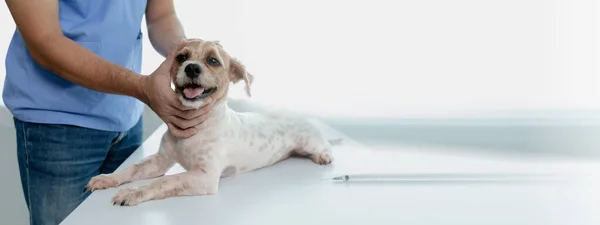 Dierlijk Ziekenhuis Onderzoekskamer Heeft Een Hond Met Een Dierenarts Een — Stockfoto