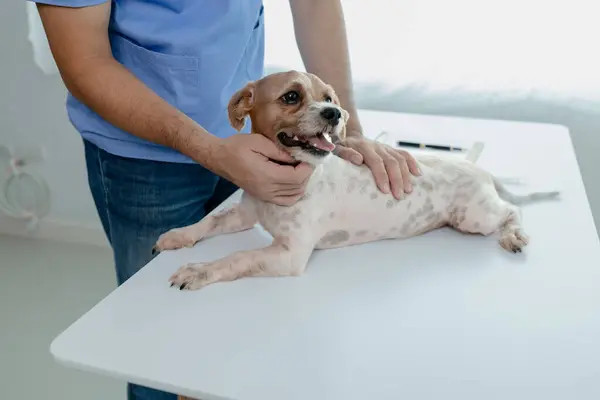 Djursjukhusets Undersökningsrum Har Hund Med Veterinär Och Assistent Veterinären Undersöker — Stockfoto