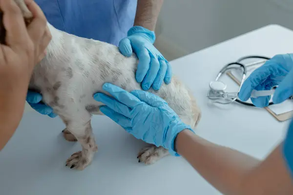 動物病院の検査室には 獣医とアシスタントを持つ犬がいます 獣医師は病気の原因を見つけるために犬の体を調べています 動物治療コンセプト — ストック写真