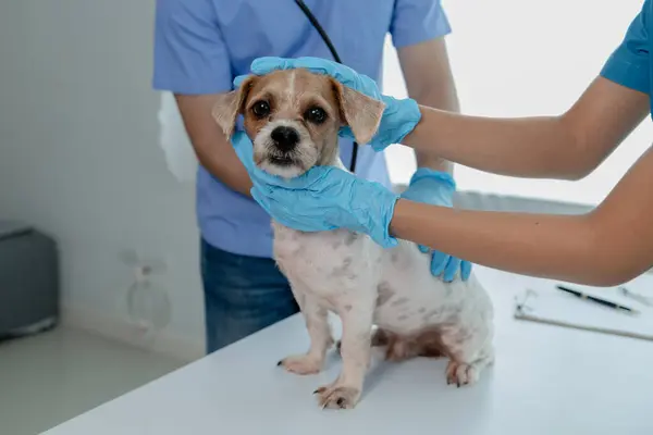 Animal Hospital Examination Room Has Dog Veterinarian Assistant Veterinarian Examining — Stock Photo, Image