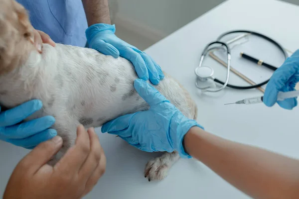 Animal Hospital Examination Room Has Dog Veterinarian Assistant Veterinarian Examining — Stock Photo, Image