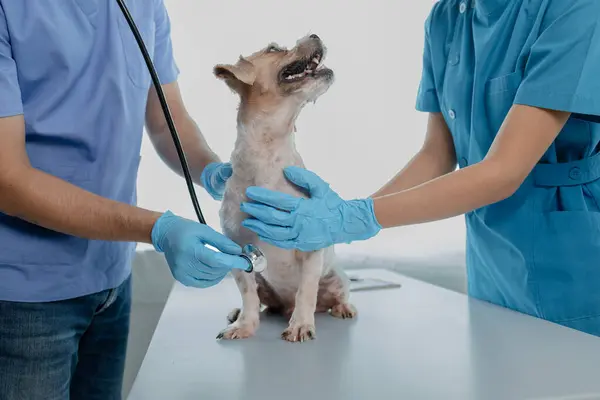 Animal hospital examination room has a dog with a veterinarian and an assistant. The veterinarian is examining the dog\'s body to find the cause of the illness. Animal treatment concept.