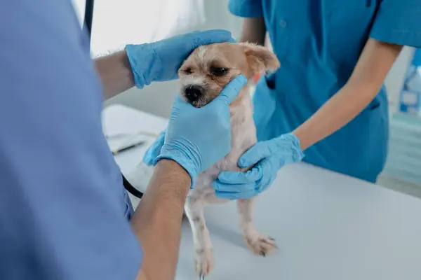 Dierlijk Ziekenhuis Onderzoekskamer Heeft Een Hond Met Een Dierenarts Een — Stockfoto