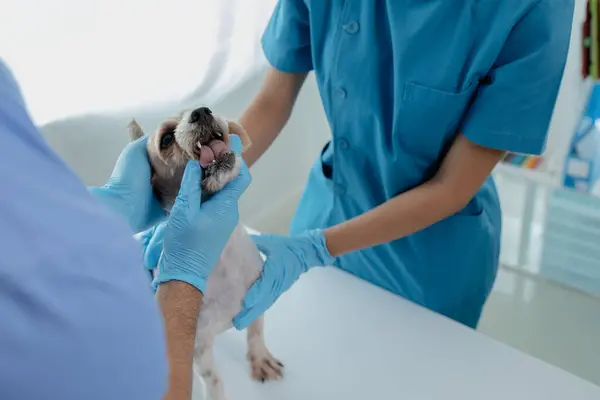 動物病院の検査室には 獣医とアシスタントを持つ犬がいます 獣医師は病気の原因を見つけるために犬の体を調べています 動物治療コンセプト — ストック写真