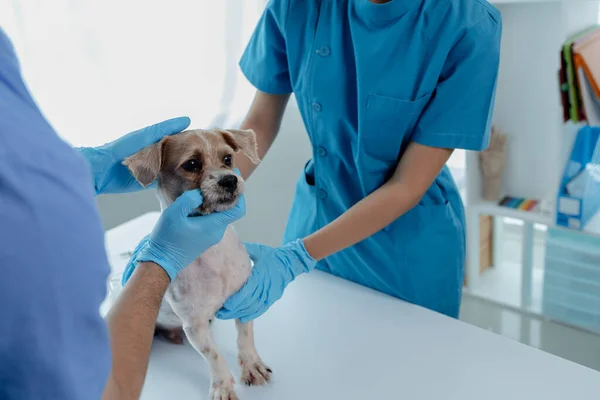 Animal hospital examination room has a dog with a veterinarian and an assistant. The veterinarian is examining the dog's body to find the cause of the illness. Animal treatment concept.