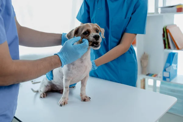 Állatorvosi Vizsgálóban Van Egy Kutya Egy Állatorvossal Egy Asszisztenssel Állatorvos — Stock Fotó