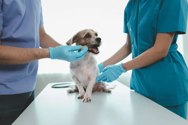 Zvířecí Nemocnice Vyšetřovna Psa Veterinárním Lékařem Asistentem Veterinární Lékař Zkoumá — Stock fotografie