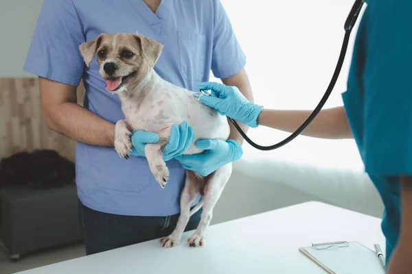 Sala Examen Hospital Animal Tiene Perro Con Veterinario Asistente Veterinario —  Fotos de Stock