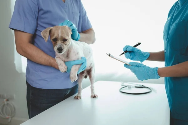 动物医院检查室有一只狗 它有一名兽医和一名助手 兽医正在检查狗的身体 以找出疾病的原因 动物治疗概念 — 图库照片