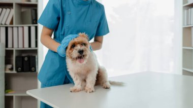 Veteriner hayvan hastanesinde çalışıyor, veteriner hangi hastalıktan muzdarip olduğunu görmek için bir köpeği muayene ediyor, küçük köpek bir klinikte veteriner tarafından muayene ediliyormuş..