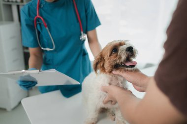 Veteriner hayvan hastanesinde çalışıyor, veteriner hangi hastalıktan muzdarip olduğunu görmek için bir köpeği muayene ediyor, küçük köpek bir klinikte veteriner tarafından muayene ediliyormuş..