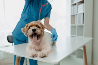 Veteriner hayvan hastanesinde çalışıyor, veteriner hangi hastalıktan muzdarip olduğunu görmek için bir köpeği muayene ediyor, küçük köpek bir klinikte veteriner tarafından muayene ediliyormuş..