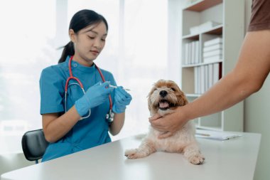 Bir hayvan hastanesinde veteriner tarafından bir köpeğe iğne yapılıyor bir veteriner, bir hayvan hastanesindeki özel ofisinde bir köpeği aşılamaya hazırlanıyor.,