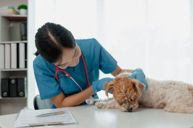 Veteriner hayvan hastanesinde çalışıyor, veteriner hangi hastalıktan muzdarip olduğunu görmek için bir köpeği muayene ediyor, küçük köpek bir klinikte veteriner tarafından muayene ediliyormuş..