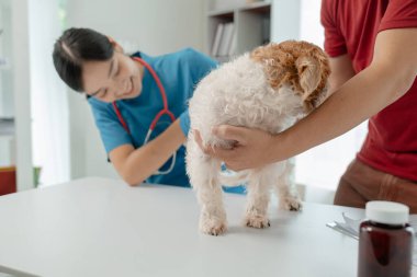 Köpeğin sahibi, hasta olduğu için veteriner tarafından muayene edilmek üzere köpeği hastaneye götürdü. Masada bir köpek vardı ve veteriner tarafından iyice muayene edildi..