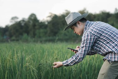 Pirinç tarlasında bir avuç pirinç tutan bir çiftçinin elleri, zengin bir hasatın doğa fotoğrafı fikri, yeşil buğday tarlasında dikilen genç çiftçi....