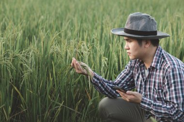 Pirinç tarlasında bir avuç pirinç tutan bir çiftçinin elleri, zengin bir hasatın doğa fotoğrafı fikri, yeşil buğday tarlasında dikilen genç çiftçi....