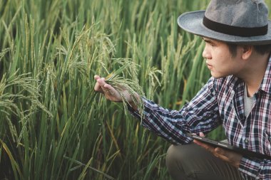 Pirinç tarlasında bir avuç pirinç tutan bir çiftçinin elleri, zengin bir hasatın doğa fotoğrafı fikri, yeşil buğday tarlasında dikilen genç çiftçi....