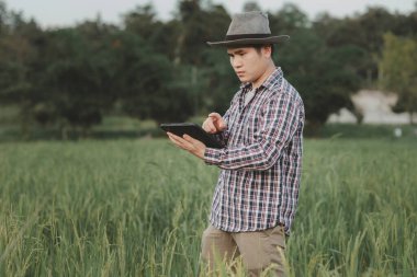 Bir çiftçi mısır gevreği tarlasını inceliyor ve tabletten bulut verilerini gönderiyor. Akıllı tarım ve dijital tarım. Genç çiftçi buğday tarlasında dizüstü bilgisayarla çalışıyor.. 