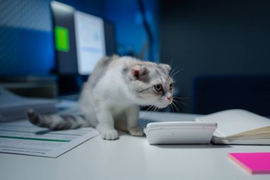 Masada bir kedi oturuyor, ofiste bir kedi var, bu şirketin bir kedisi var, ve bu kedi her çalışan tarafından seviliyor, ofisteki bir masada oturan üç renkli bir kedi yavrusu.