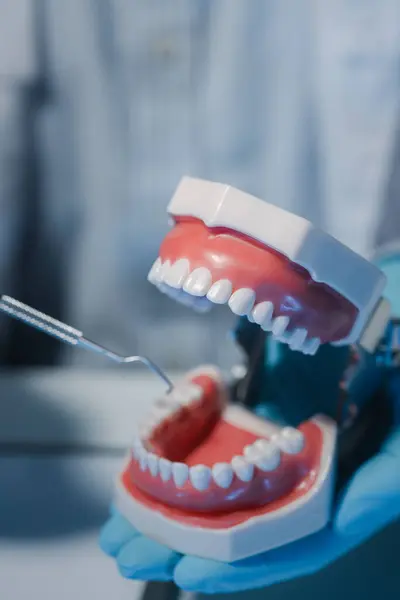A dentist is using specialized dental equipment to inspect dentures to study the anatomy of the teeth before using the knowledge to treat patients, Dentures are being studied by oral specialists.
